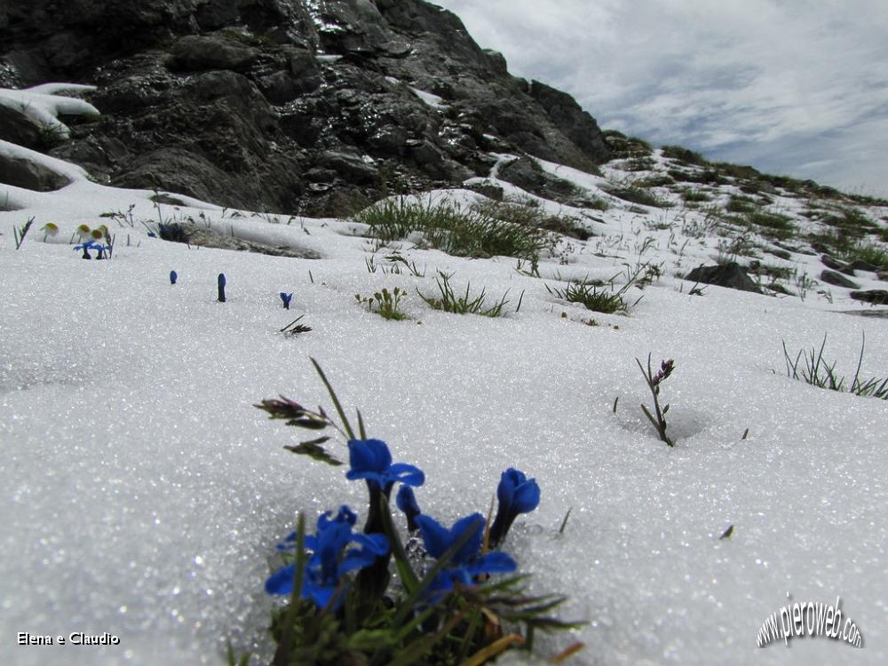 10 Spuntano dei fiori dalla neve.JPG